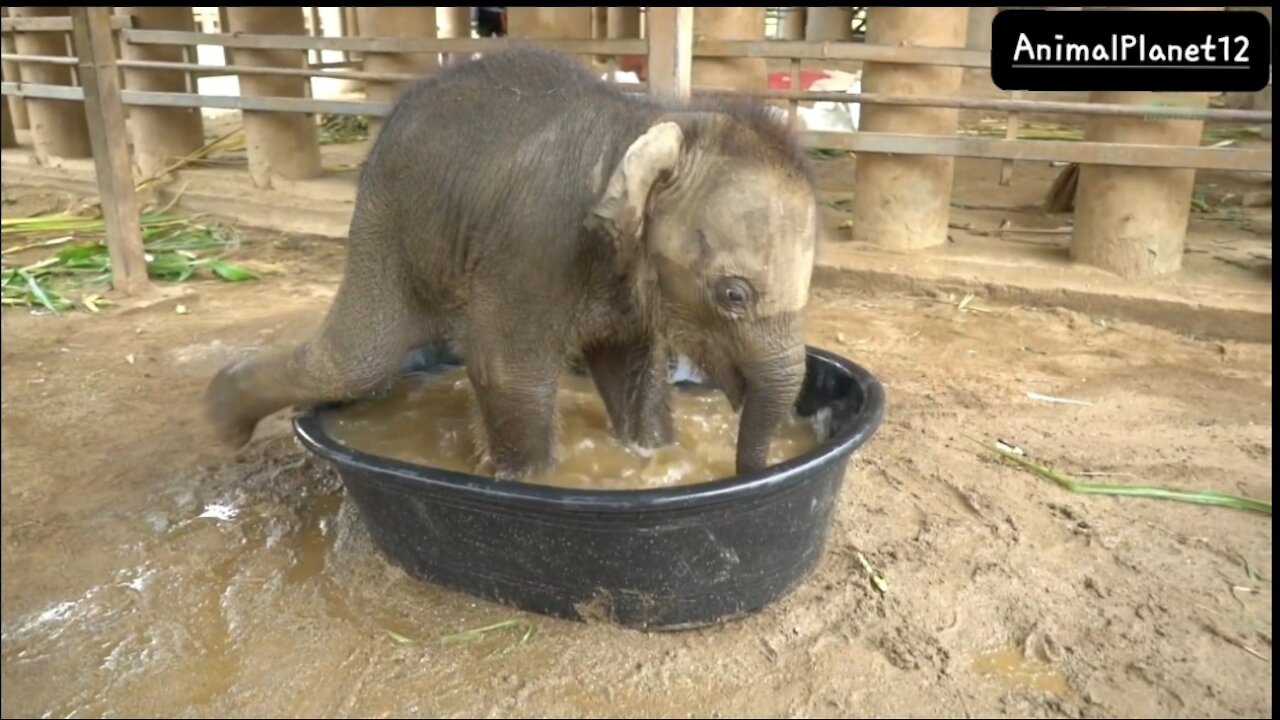 Baby Elephant Chaba First Time In The BathTub_ AnimalPlanet12 _(1080P_60FPS).mp4