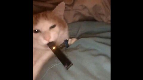 Andrew Tate Caught a Cat Vaping