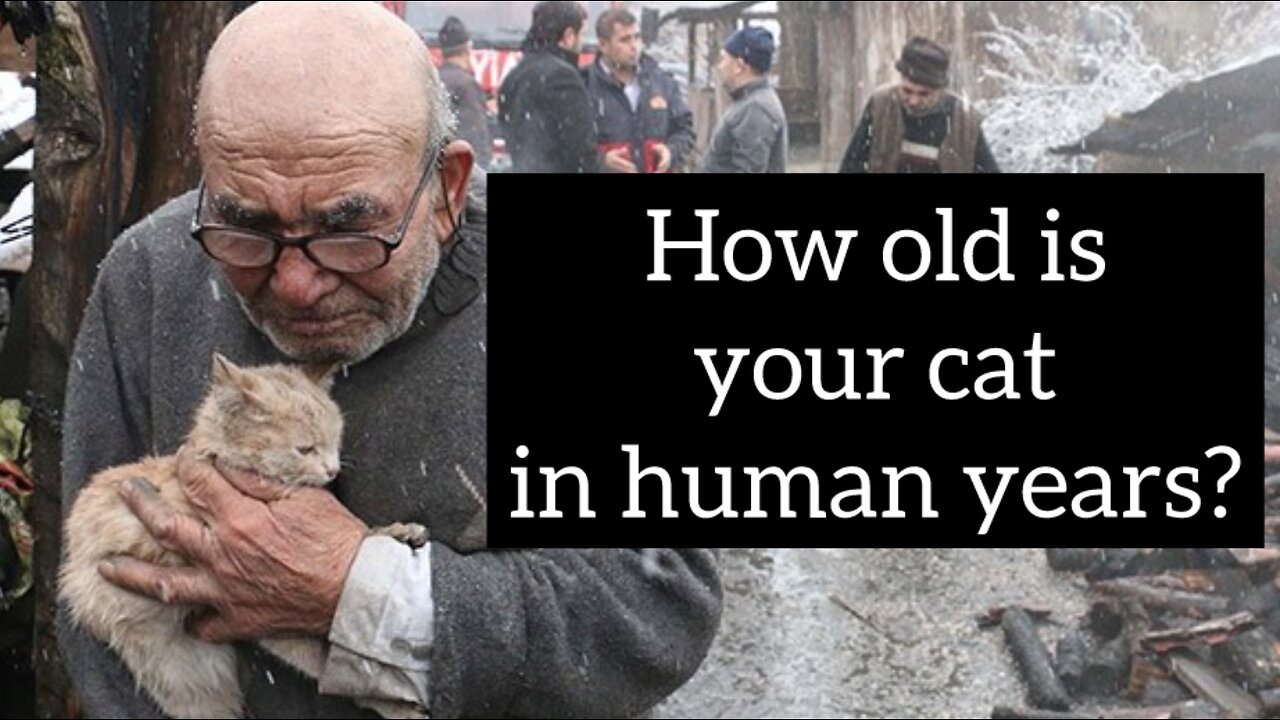 how old is your cat in human years?