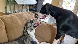 Vocal Great Danes Enjoy Bitey-face Fun On The Sofa