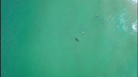 WATCH: Drone footage catches great white shark circling Cape paddlers, surfers (3VQ)