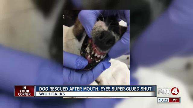 Dog rescued after mouth, eyes glued shut