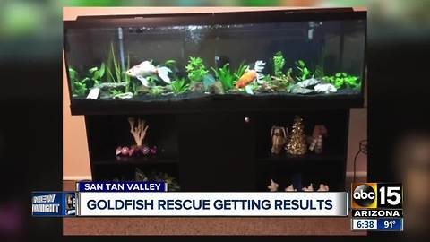 Golden Hearts Goldfish Rescue seeing fast results