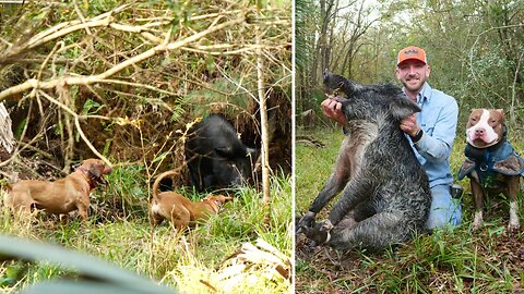 Hunting HOGS with DOGS!