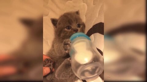 ❤❤cats funny moments #36❤