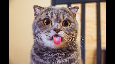 A selection of funny videos with animals