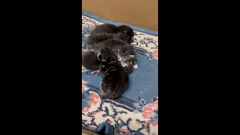 5 kittens sleeping 😴