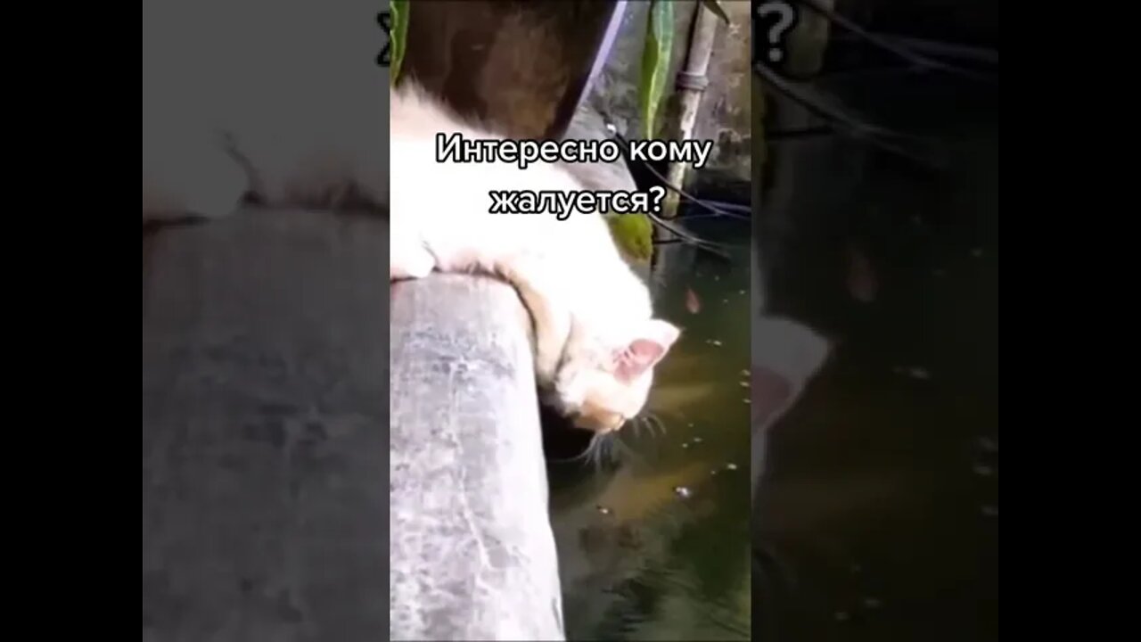 #shorts Смешные Коты Из Тик Тока 75 Funny Cats From Tiktok