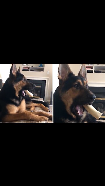 Shocked dog can’t believe the gossip he's hearing