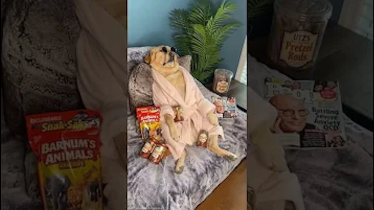 Funny Dog Short Clip😂🤣Wanna laugh 😆Watch The Best Funny Dog Videos Of The Year