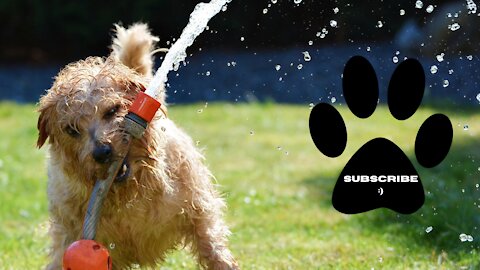 🤣 Funniest Animal Ever - Awesome Funny Pet Animals vedios 🐕