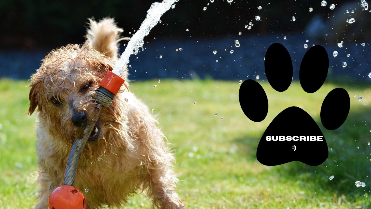 🤣 Funniest Animal Ever - Awesome Funny Pet Animals vedios 🐕
