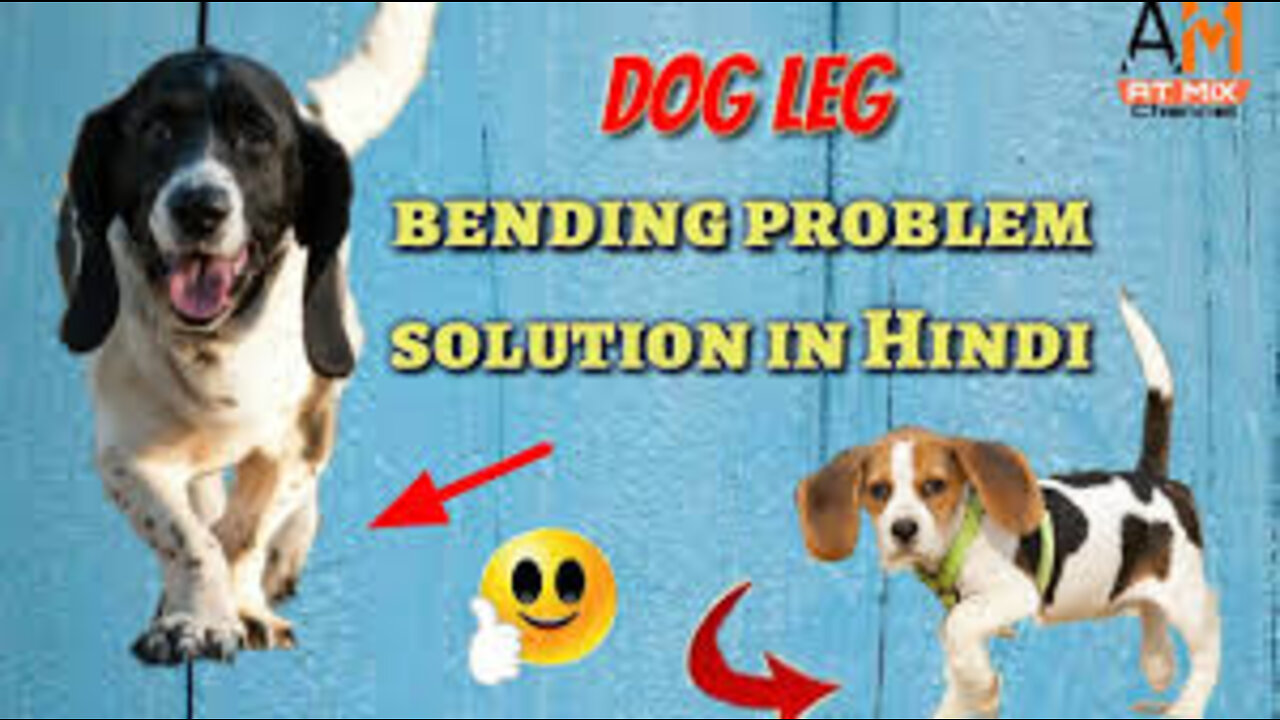 Please help your dogs🙏 | ....How to cure dog Leg bending issue