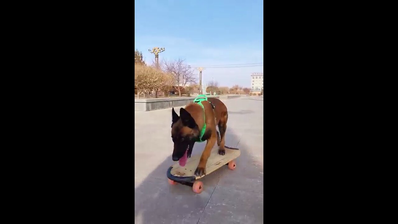 Skatedog 10