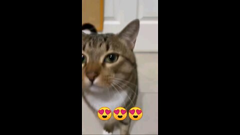 cute cat video