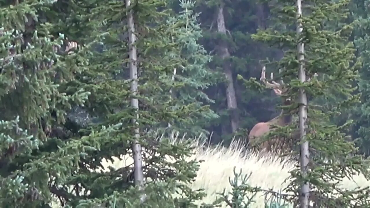 THAT MOMENT HE SNIFFS THE AIR!