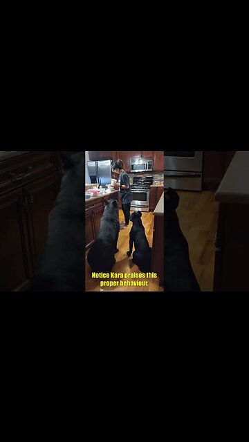 Cane Corso FEEDING Patience #shorts #dog