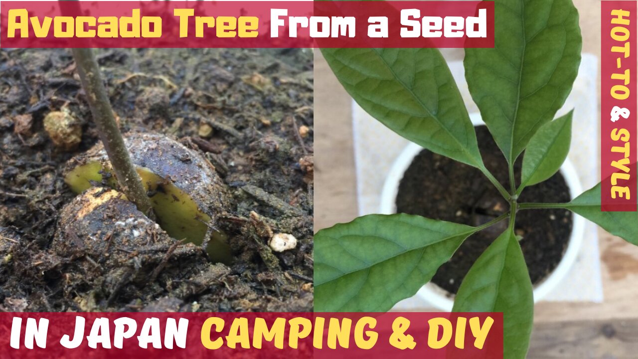 🥑 How to Grow an Avocado Tree from Seed! 🌴