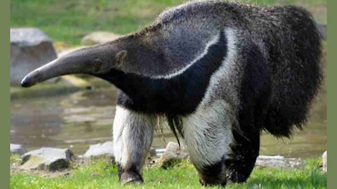 Anteater Flag Incredible