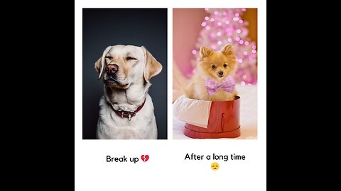 Sad 😢Dog cat Break up 💔