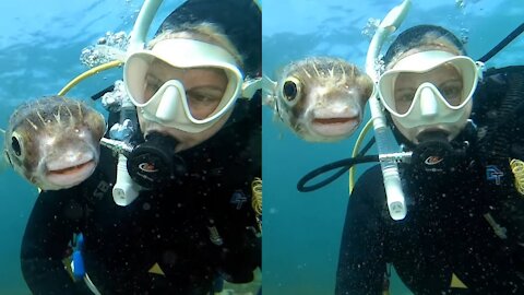 Pufferfish Wants A Selfie