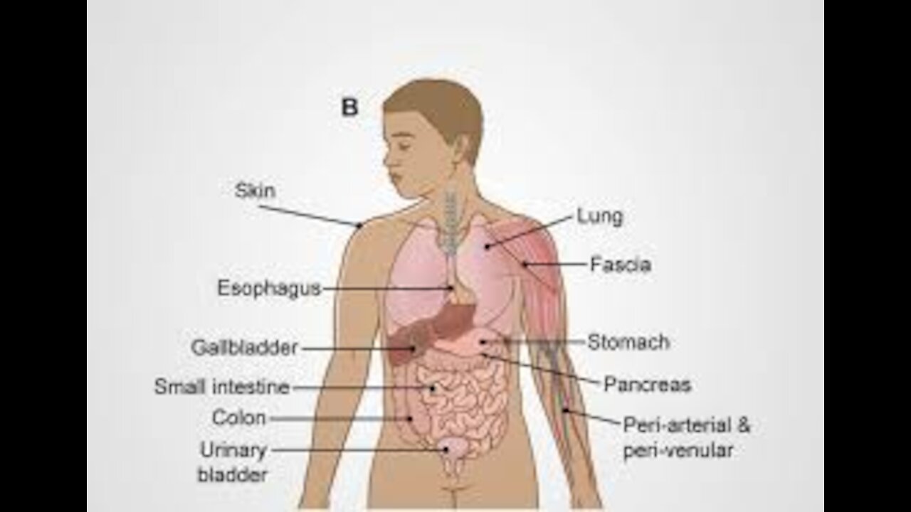 Học Tiếng Anh: Cơ Thể Con Người P1 - Human Anatomy P1