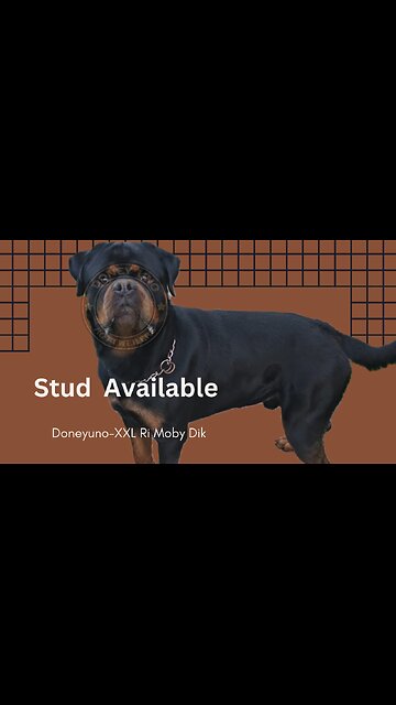 STUD AVAILABLE,