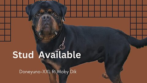 STUD AVAILABLE,