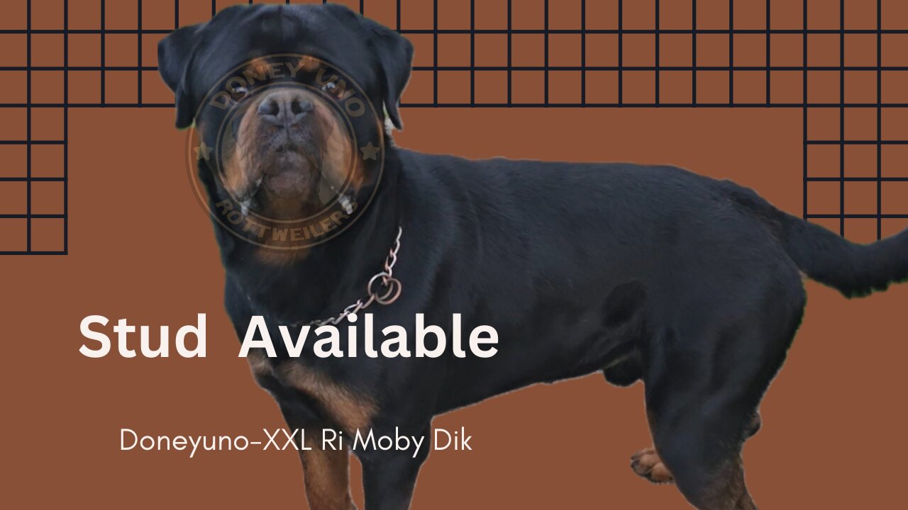 STUD AVAILABLE,