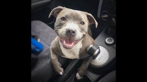 Dog Jumps Into a Car Throught The Window