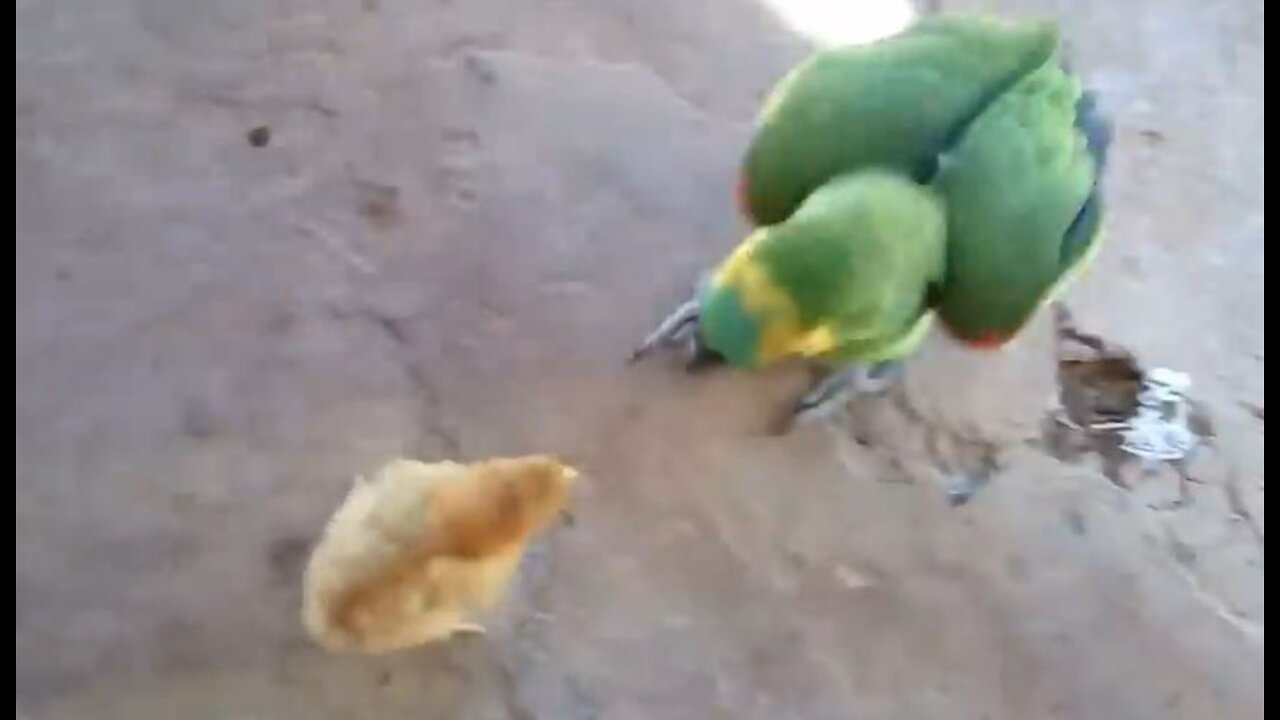 Baby Chick vs Parrot! Fun Brawl!