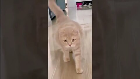 Kitty style during pregnancy!