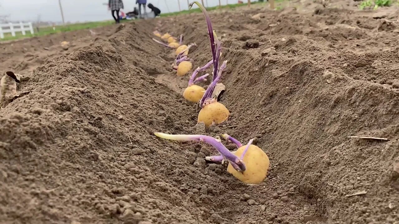 Planting Potatoes and More