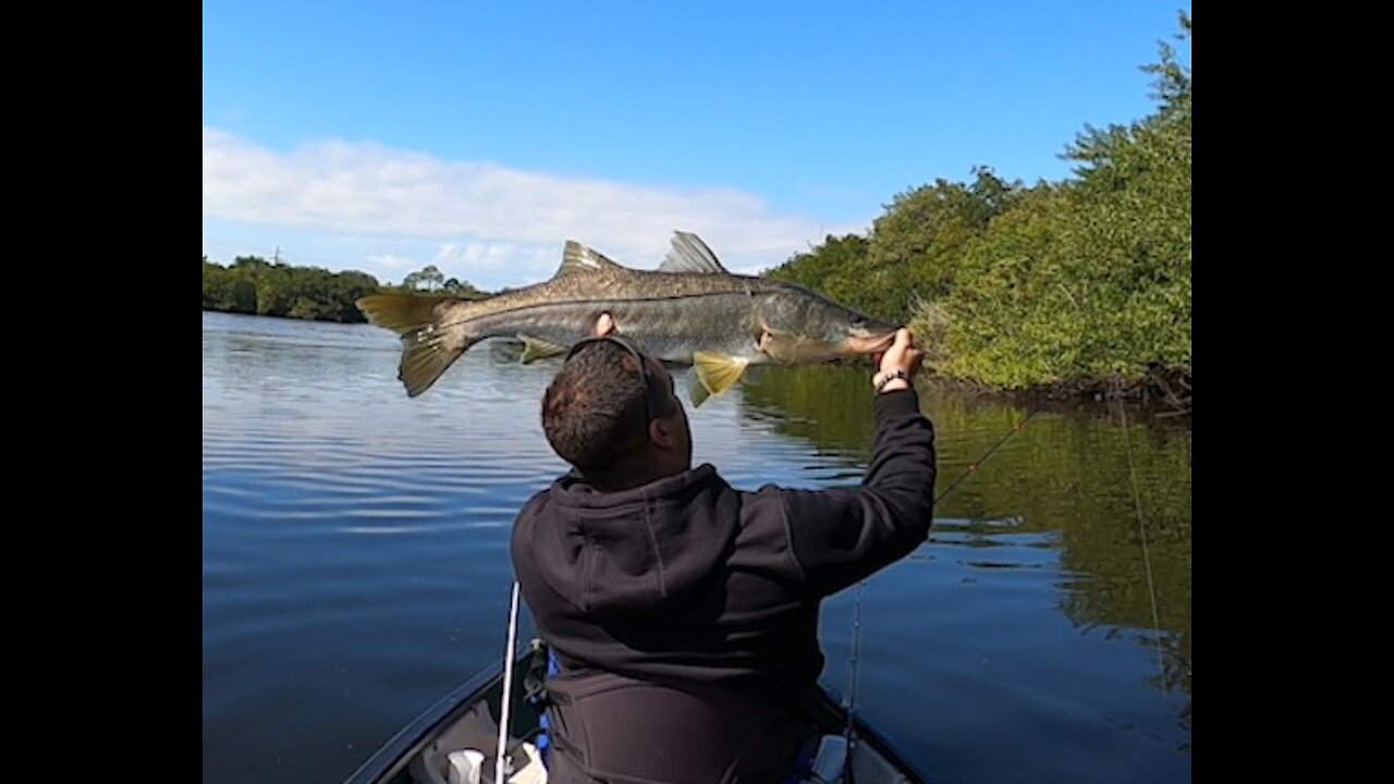 How to Catch and Land a Massive Snook