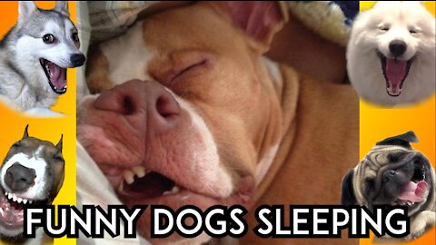 THESE DOGS ARE HEAVY SLEEPER! VERY FUNNY!