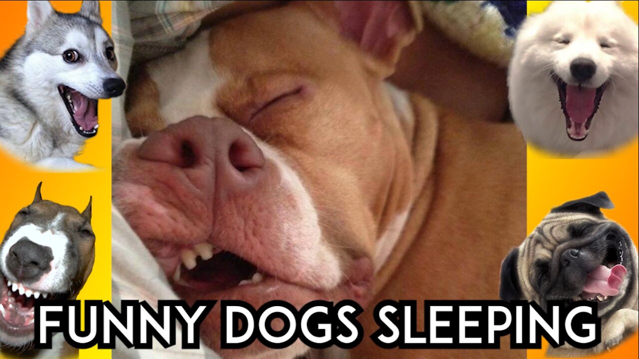 THESE DOGS ARE HEAVY SLEEPER! VERY FUNNY!