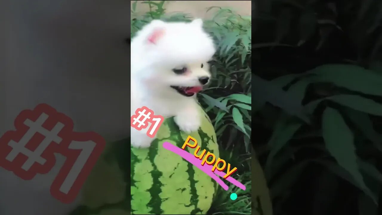 Someone Hiding in the Watermelon...🍉🍉🍉, funny animal videos.