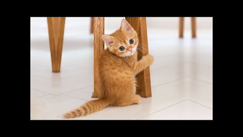 Compilation Best Funny Cats Video for 2021