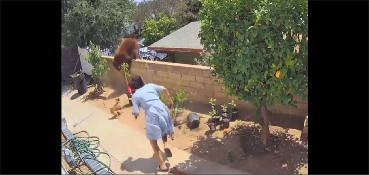 Woman Pushes Bear Off Ledge to Save Her Dogs 2021