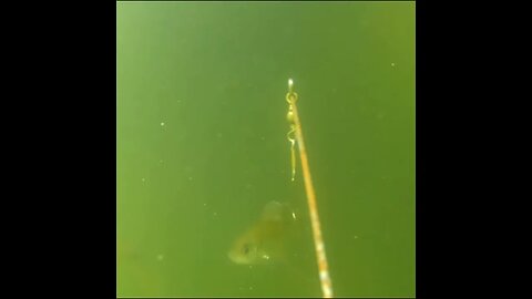 bread brings in the bait