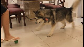 Alaskan Malamute playing with a ball