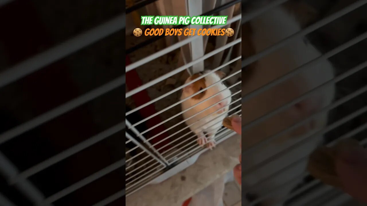 🍪Good Boys Get Cookies🍪 The Guinea Pig Collective #guineapigshorts #guineapigs #guineapigseating