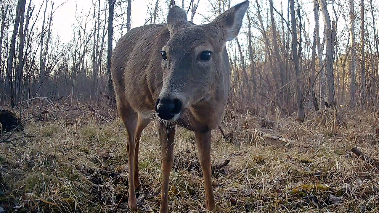 Deer, Turkey, Coyote, and Fisher...March 1-12