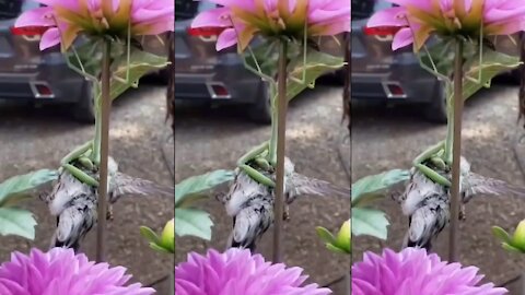 mantis and bird😯😯😯