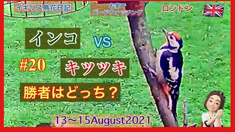 【鳥観察#20】キツツキVSインコ/キツツキがやってきた/ Woodpecker /Goldfinch