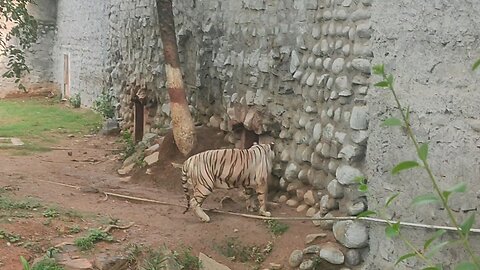 White Tiger