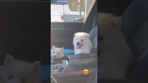 WHY.ARE.YOU.SO.CUTE??? #Puppy #Dogs #Shorts #Puppyvideo #Shortvideo #dog #doglover #cutedog #puppylo
