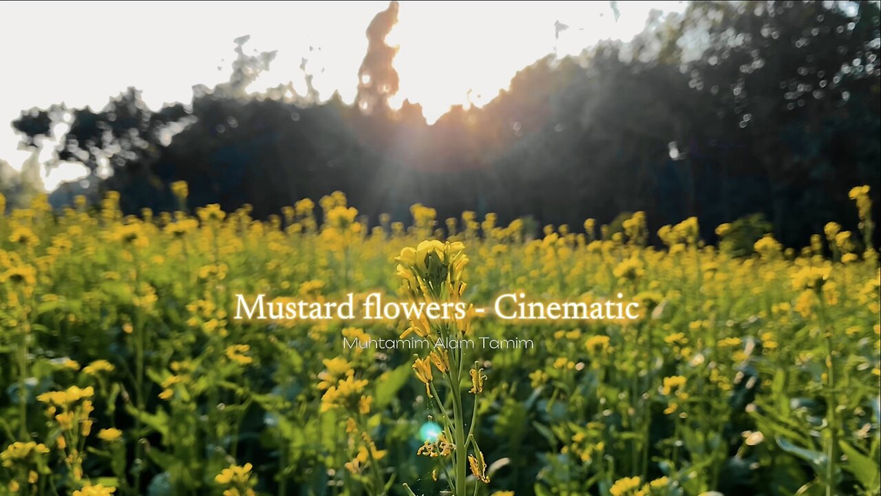 Mustard flowers - Cinematic Video