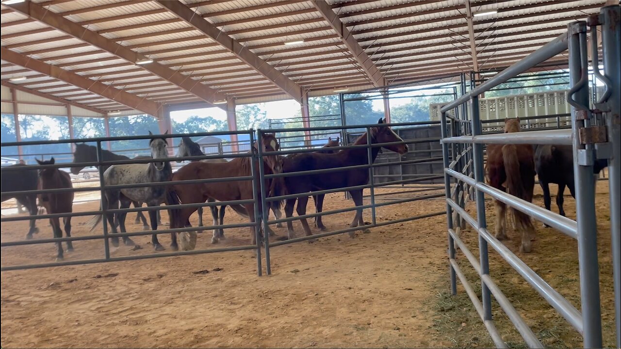 Picking Up My Newest Rescue Mustang!