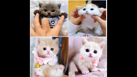 OMG 😲😱! SOO Cute baby cats, Beautiful baby animals